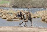 DOGUE ALLEMAND 192
